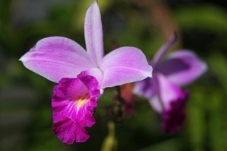 Orchidées - Rio San Juan Costa Rica 2014