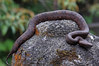 Serpent Costa Rica 2014