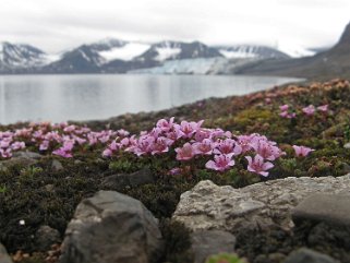 Saxifrage à feuilles opposées - Spitzberg Svalbard 2014