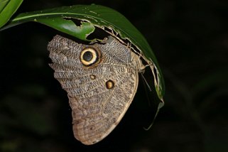 Papillion hibou - Rio Napo Equateur 2015