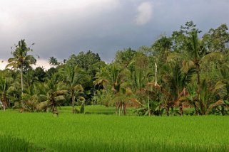 Rizières autour de Belimbing Indonésie 2017