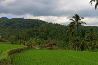 Rizières autour de Munduk Indonésie 2017