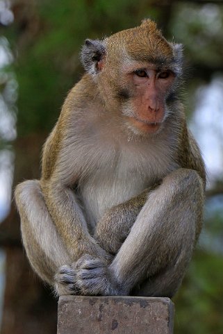 Macaque - Sewu Indonésie 2017