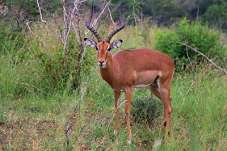 Hluhluwe-iMfolozi Park - Impala Afrique du Sud 2019