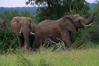 Hluhluwe-iMfolozi Park - Éléphants Afrique du Sud 2019