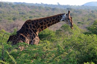 Hluhluwe-iMfolozi Park - Girafe Afrique du Sud 2019