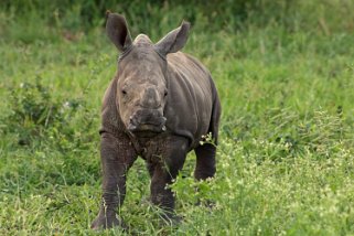 Hluhluwe-iMfolozi Park - Rhinocéros Afrique du Sud 2019