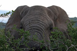 Hluhluwe-iMfolozi Park - Éléphant Afrique du Sud 2019