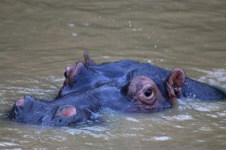 iSimangaliso Wetland Park - Hippopotame Afrique du Sud 2019
