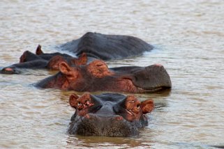 iSimangaliso Wetland Park - Hippopotames Afrique du Sud 2019