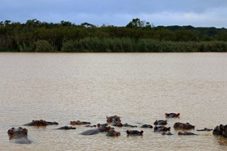 iSimangaliso Wetland Park - Hluhluwe River - Hippopotames Afrique du Sud 2019