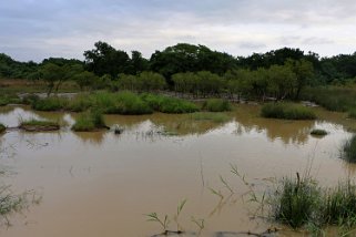 iSimangaliso Wetland Park - Hluhluwe River Afrique du Sud 2019
