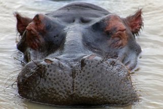 iSimangaliso Wetland Park - Hippopotame Afrique du Sud 2019