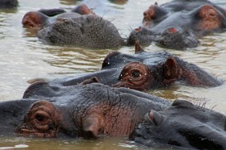 iSimangaliso Wetland Park - Hippopotames Afrique du Sud 2019