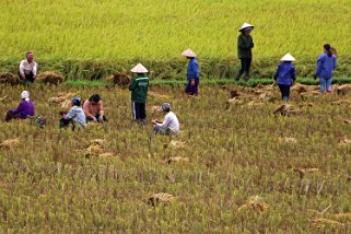 Récolte du riz, le long de la route 32 Vietnam 2019