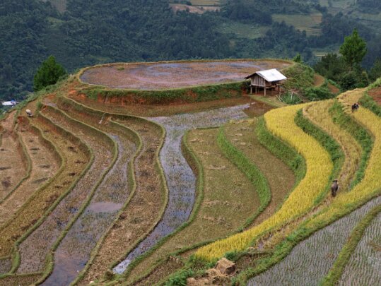 Mu Cang Chai Yên Bái - Vietnam