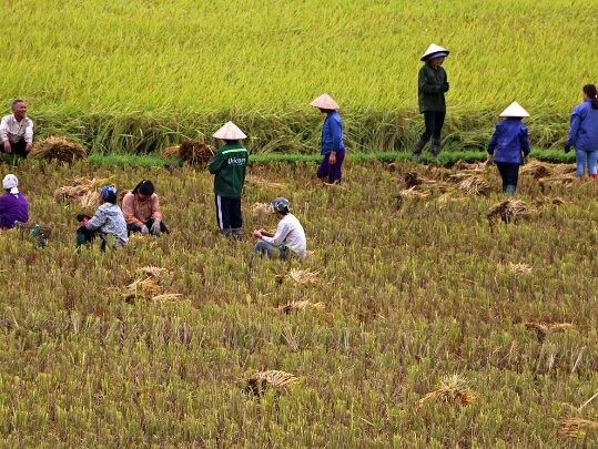 Thu Cuc Phú Tho - Vietnam