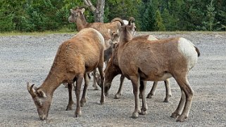 Parc National de Banff Canada 2023