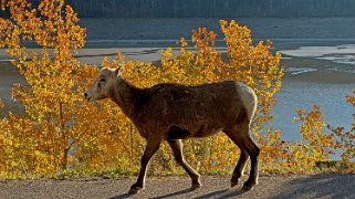 Parc National de Jasper Canada 2023