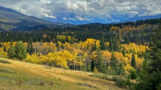 Cottonwood - Parc National de Jasper Canada 2023