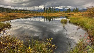 Cottonwood - Parc National de Jasper Canada 2023