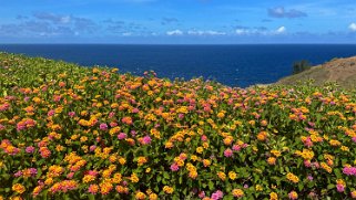 Acid War Zone Trail - Maui Hawaii 2024