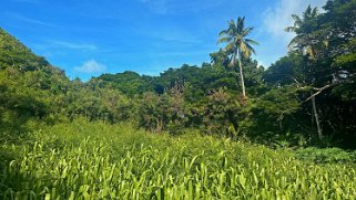 Honolua Bay Trail - Maui Hawaii 2024