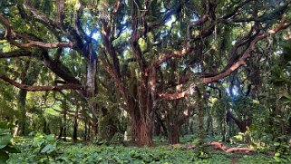 Honolua Bay Trail - Maui Hawaii 2024