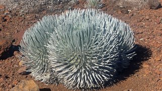 Argyroxiphium - Haleakala National Park - Maui Hawaii 2024