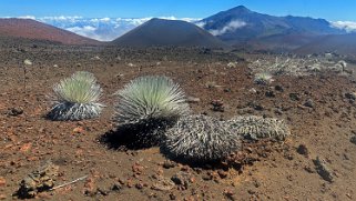 Argyroxiphium - Haleakala National Park - Maui Hawaii 2024