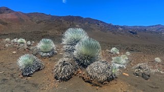 Argyroxiphium - Haleakala National Park - Maui Hawaii 2024