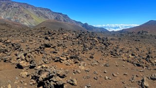 Argyroxiphium - Haleakala National Park - Maui Hawaii 2024