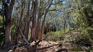 Hosmer Grove Trailhead - Haleakala National Park - Maui Hawaii 2024