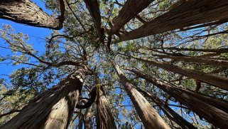 Hosmer Grove Trailhead - Haleakala National Park - Maui Hawaii 2024