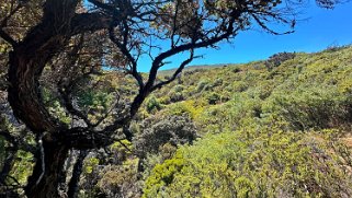 Hosmer Grove Trailhead - Haleakala National Park - Maui Hawaii 2024