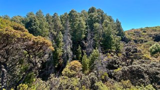 Hosmer Grove Trailhead - Haleakala National Park - Maui Hawaii 2024