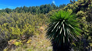 Hosmer Grove Trailhead - Haleakala National Park - Maui Hawaii 2024