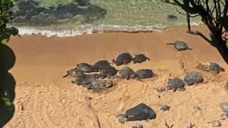 Tortues - Ho'okipa Beach - Maui Hawaii 2024