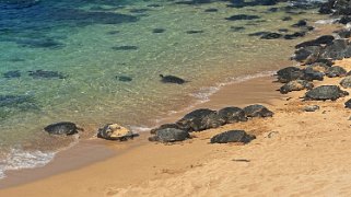 Tortues - Ho'okipa Beach - Maui Hawaii 2024