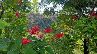 Hana Highway - Maui Hawaii 2024