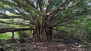 Banyan Tree - Pipiwai Trail - Maui Hawaii 2024