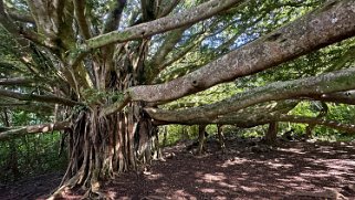 Banyan Tree - Pipiwai Trail - Maui Hawaii 2024