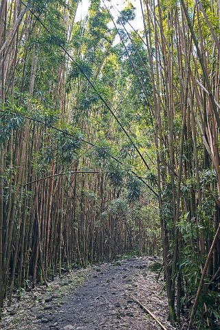 Pipiwai Trail - Maui Hawaii 2024