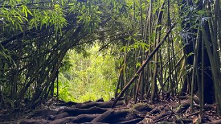 Pipiwai Trail - Maui Hawaii 2024