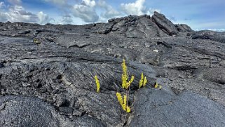 Queens Bath - Pahoa - Big Island Hawaii 2024