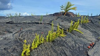 Kaimu Black Sand Beach - Pahoa - Big Island Hawaii 2024