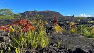 Fissure 8 - Pahoa - Big Island Hawaii 2024