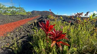 Fissure 8 - Pahoa - Big Island Hawaii 2024