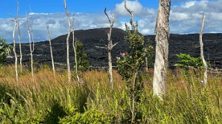 Fissure 8 - Pahoa - Big Island Hawaii 2024