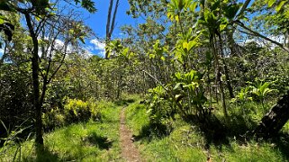 Kipuka Puaulu - Big Island Hawaii 2024